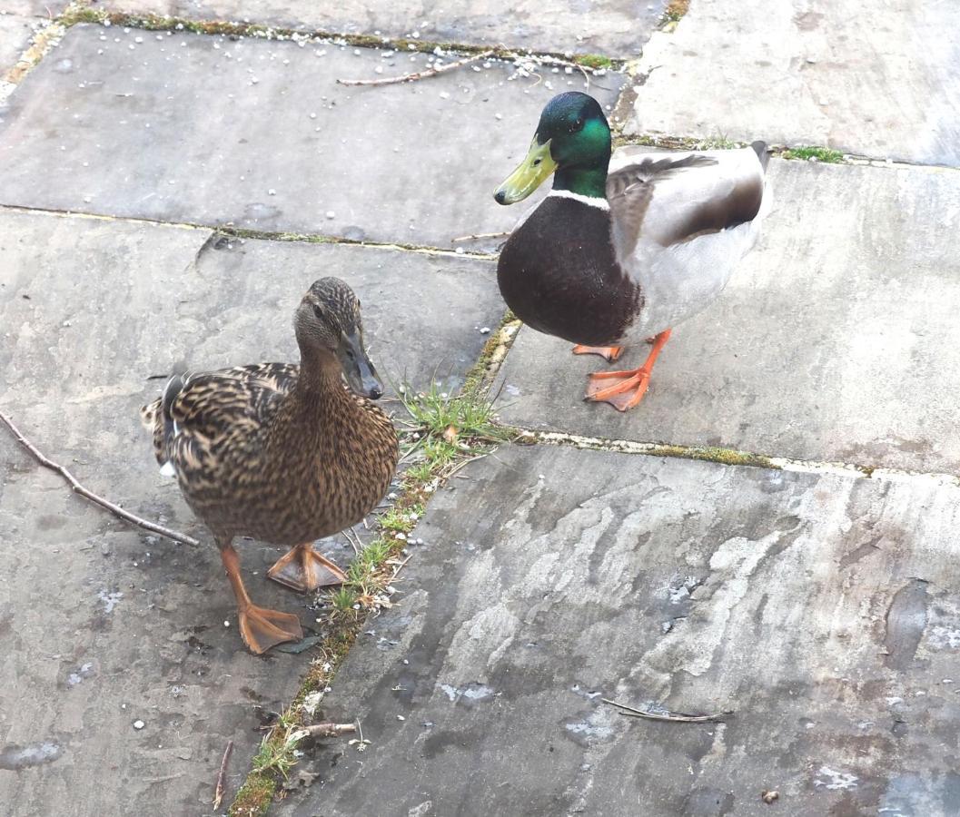 ブレイスウェイト Finest Retreats - The Duck Houseヴィラ エクステリア 写真